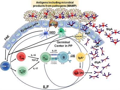 Role of cellular effectors in the induction and maintenance of IgA responses leading to protective immunity against enteric bacterial pathogens